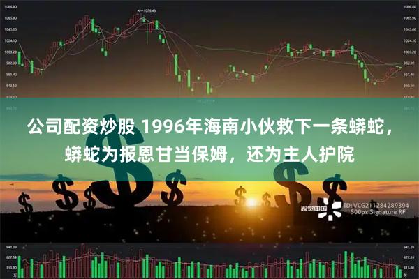 公司配资炒股 1996年海南小伙救下一条蟒蛇，蟒蛇为报恩甘当保姆，还为主人护院