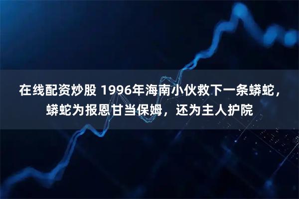 在线配资炒股 1996年海南小伙救下一条蟒蛇，蟒蛇为报恩甘当保姆，还为主人护院